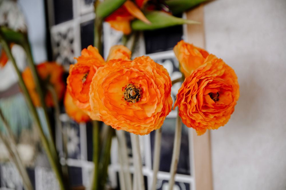 Close-up of vibrant orange ranunculus flowers against a light background.