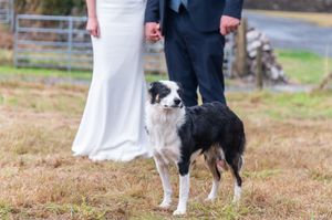 A border collie dog walks alongside someone wearing a white dress and black shoes on grassy terrain.