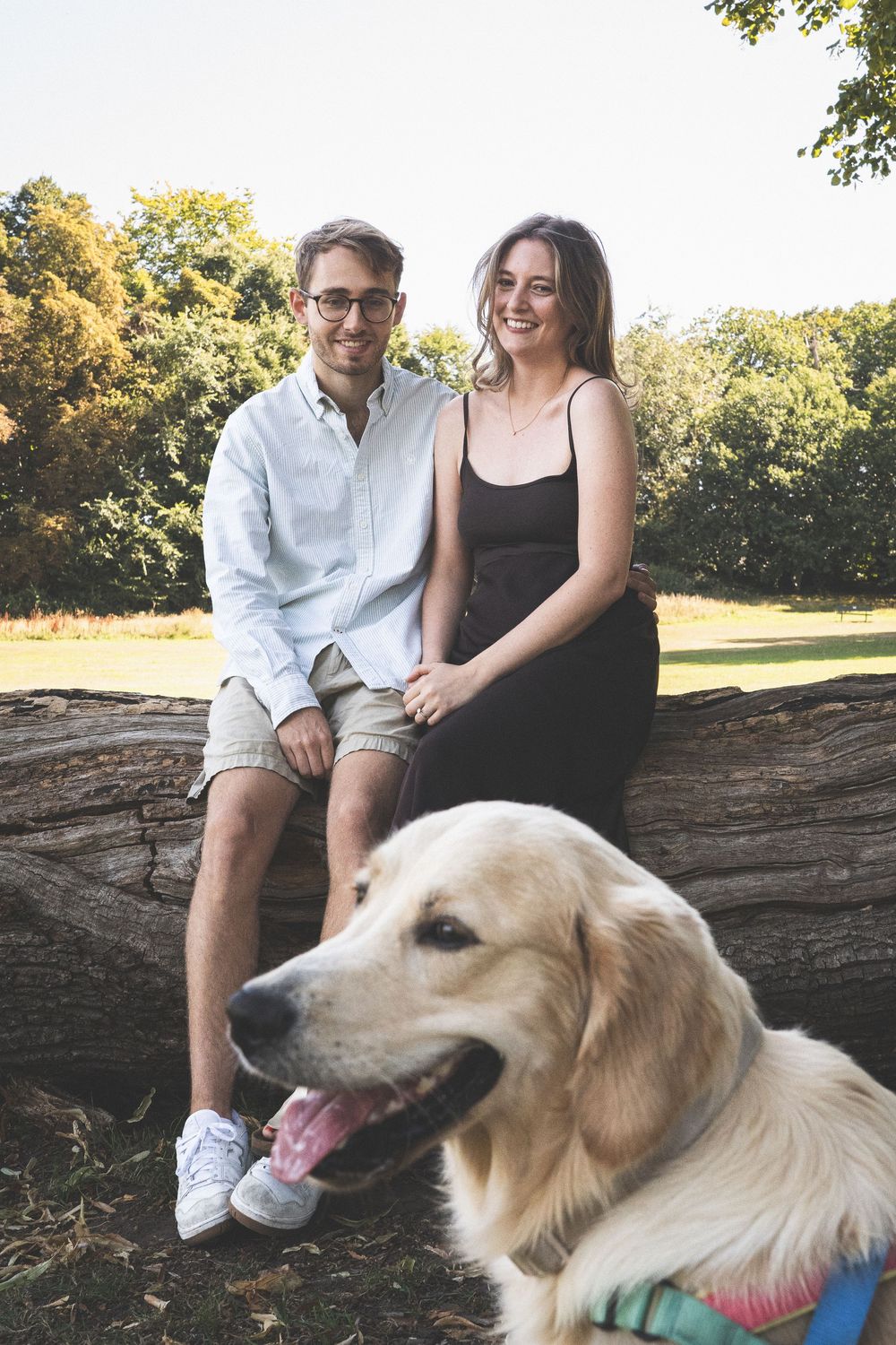 A happy Golden Retriever poses with a couple sitting together on a fallen log in a sunny park setting.