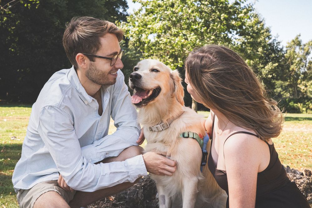 A person in a white shirt hugs and plays with a joyful golden retriever dog in a sunny outdoor setting.