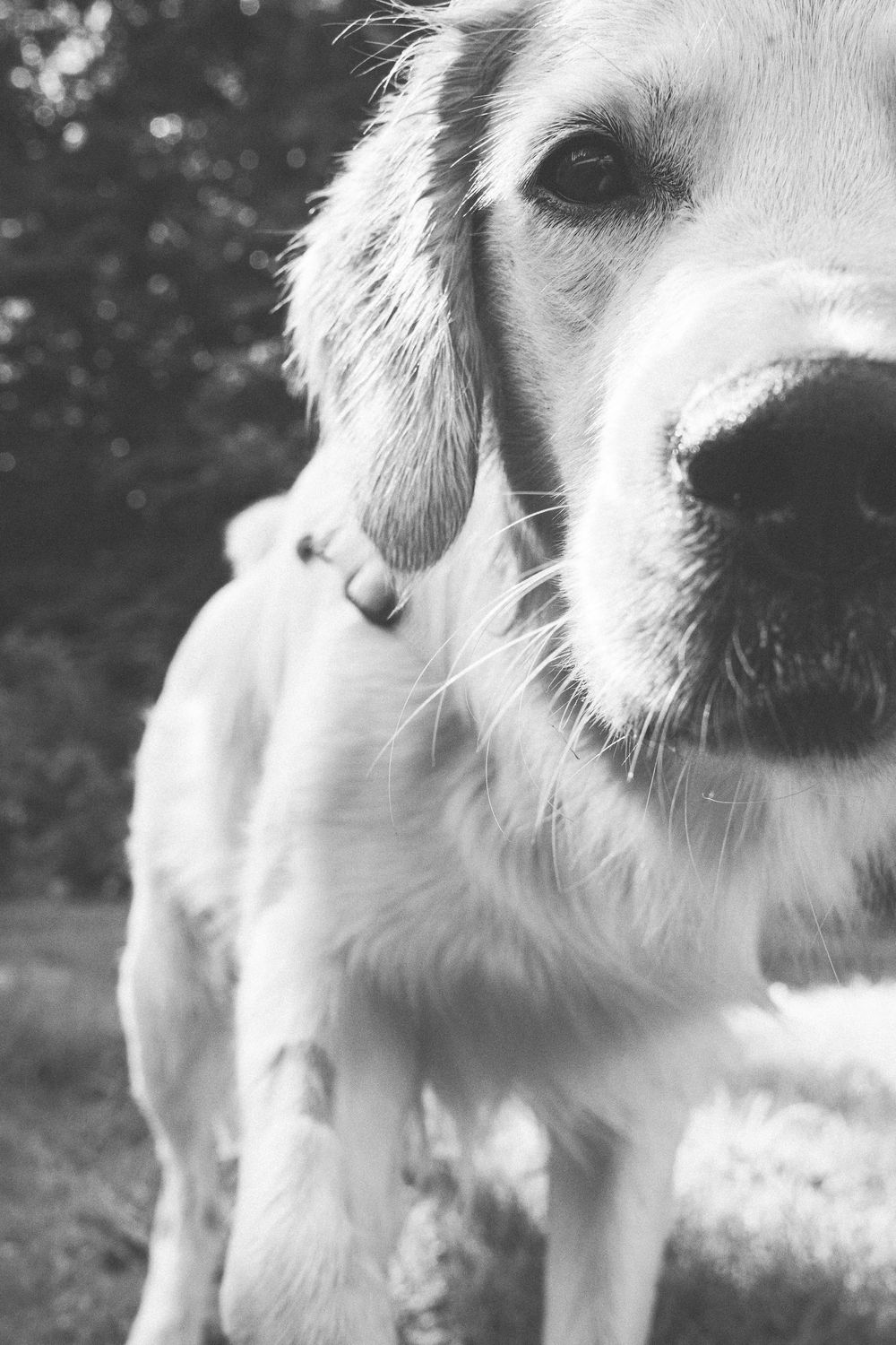 A series of close-up black and white photographs showing different angles of a white dog's snout and nose.