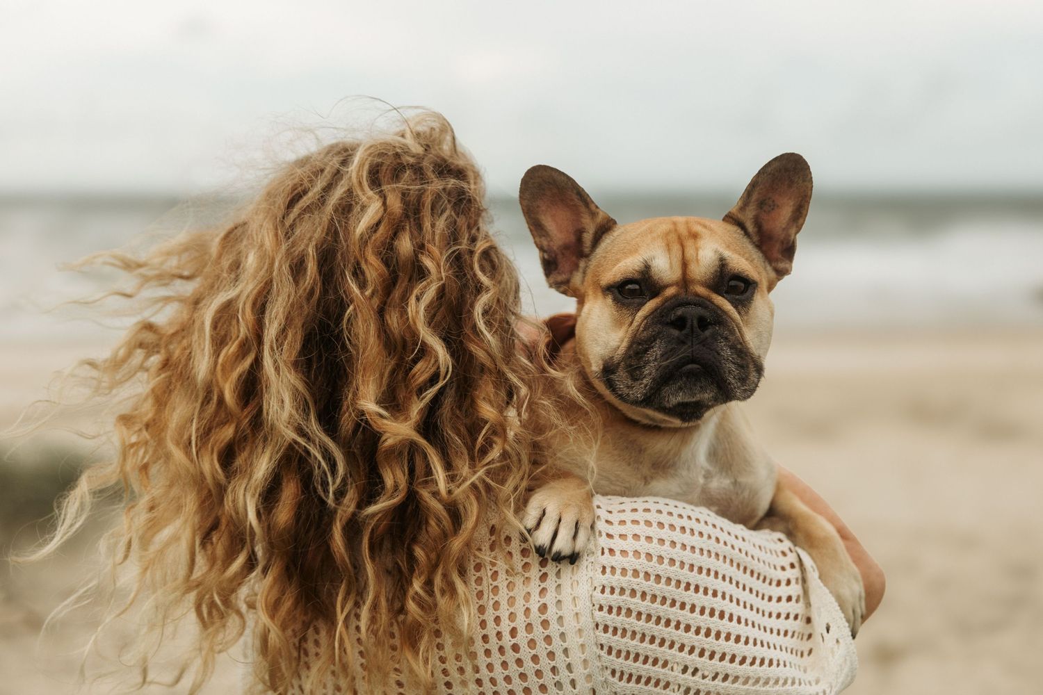 A French Bulldog with a wrinkled snout peers over shoulder against sandy beach background.