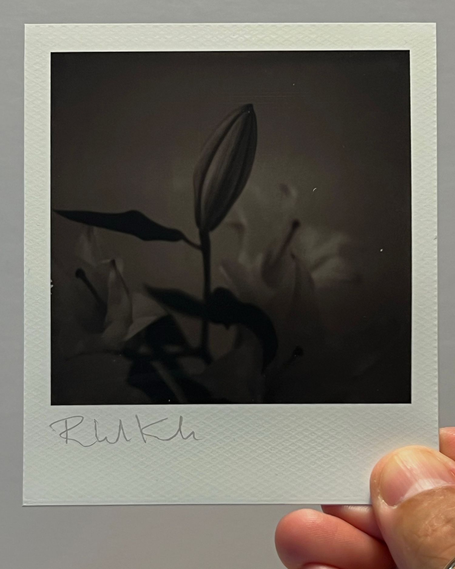Dark silhouette of a budding flower against a moody background in a polaroid frame.