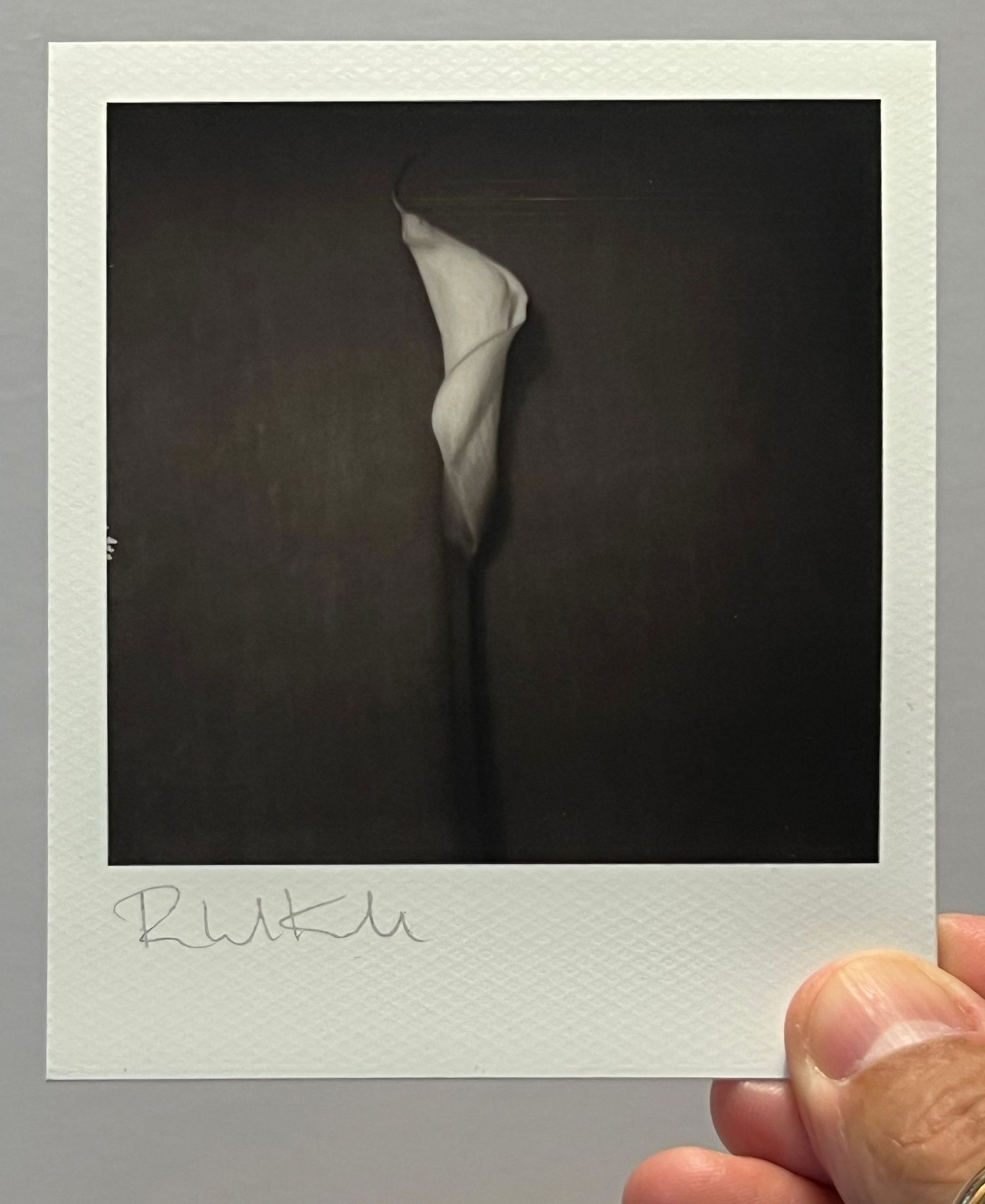 Black and white polaroid photograph of a single calla lily against dark background.