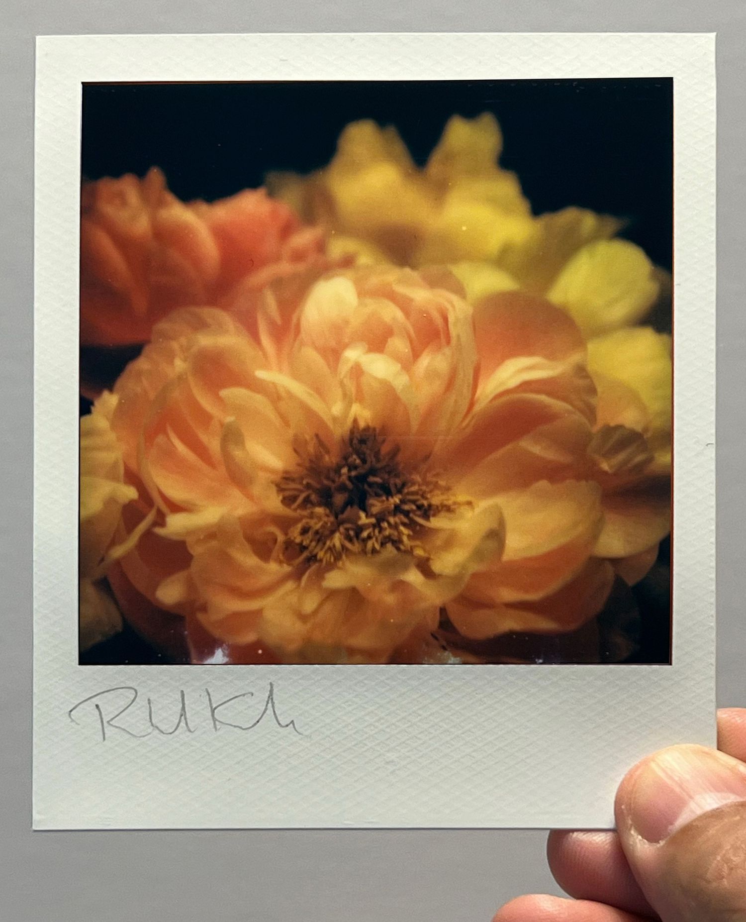 Close-up polaroid of a blooming marigold flower with detailed orange and yellow petals.