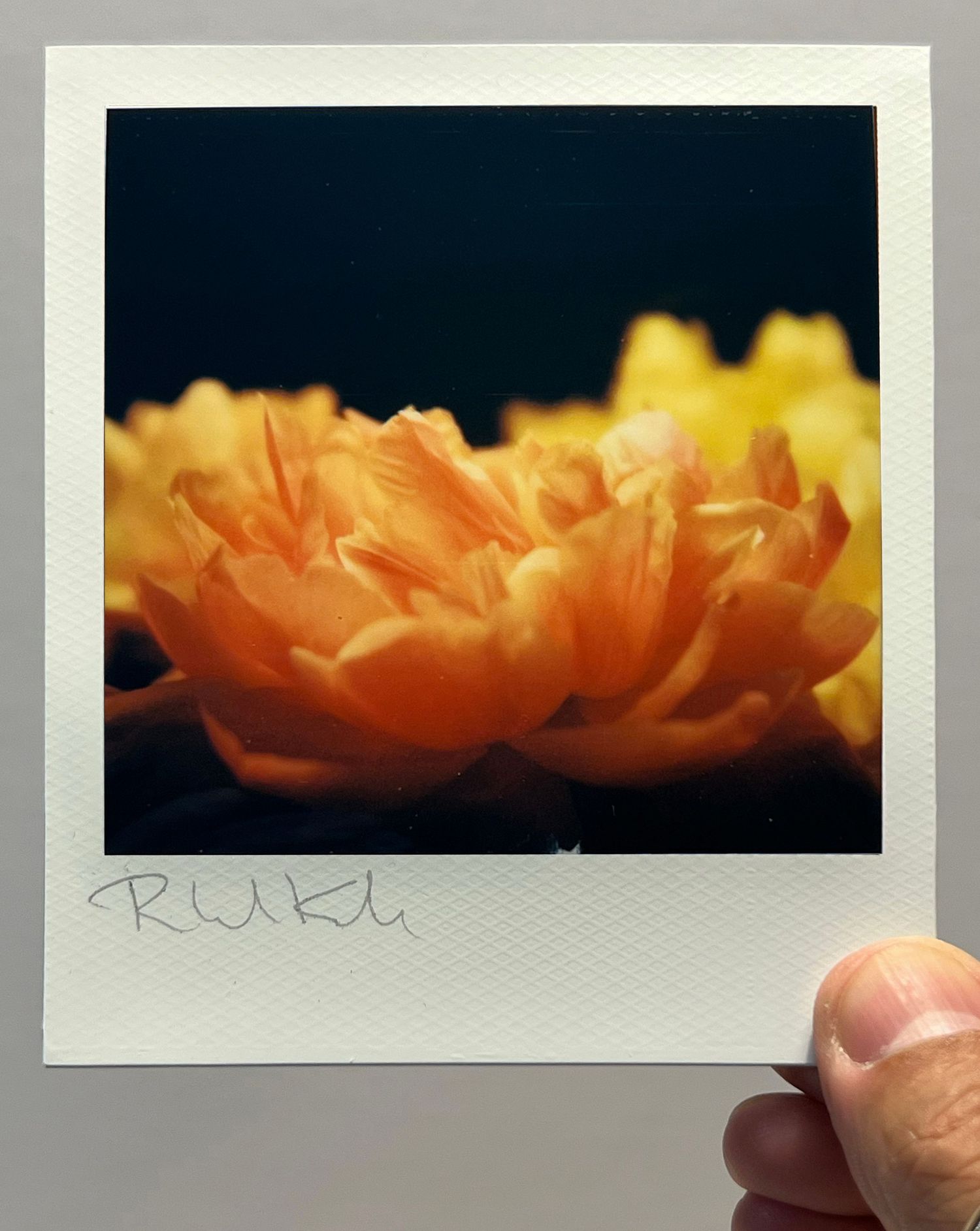 Macro shot of an orange-yellow flower petals against dark background in polaroid format.