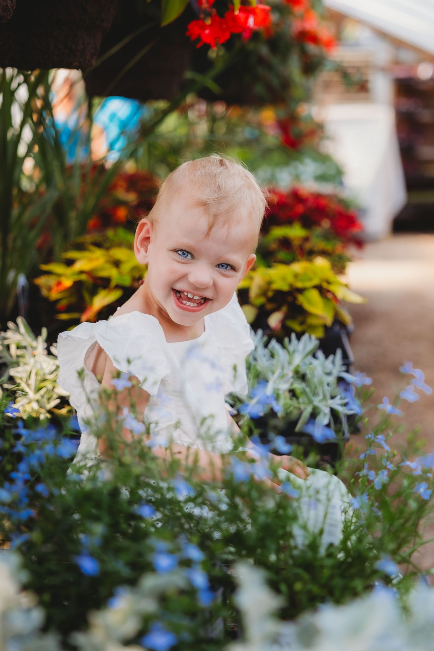Colorful garden scene with bright red flowers and blue blooms creating a vibrant natural backdrop.