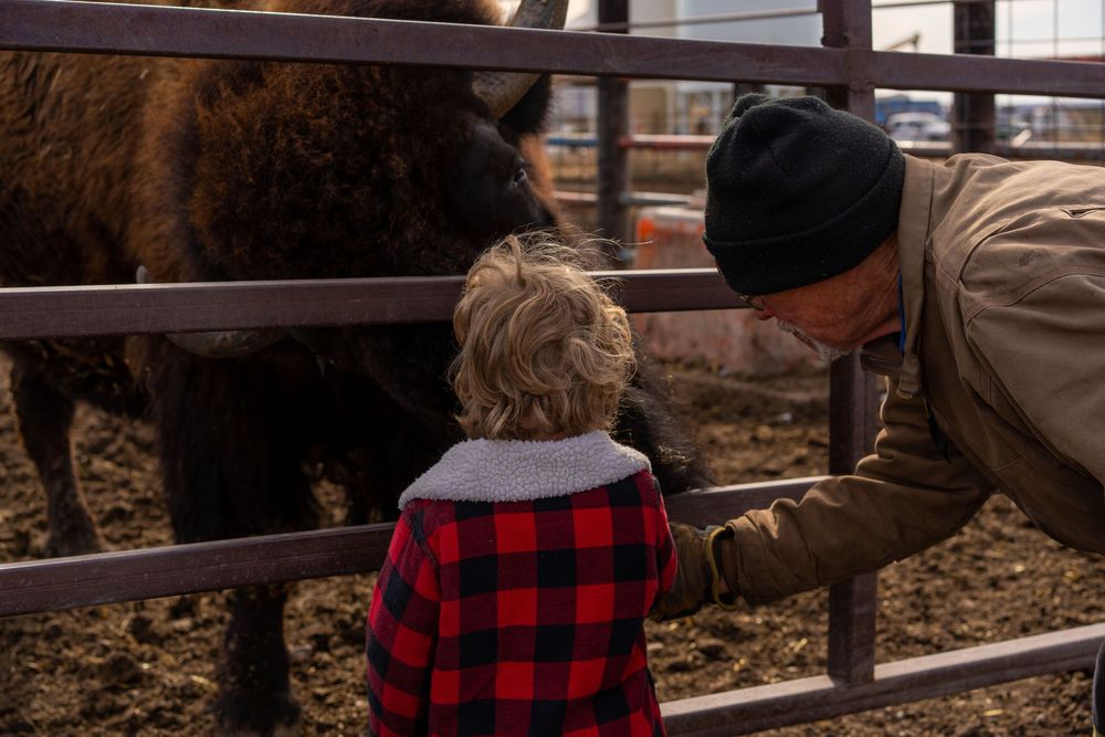 Feeding a Buffalo Big Bend Buffalo Farm, Red Deer County, AB.