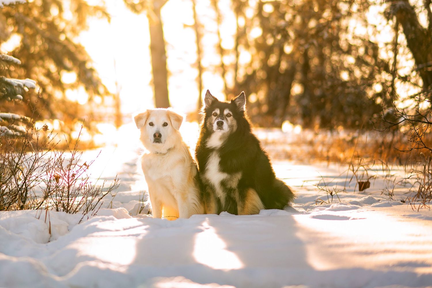 Two dogs sitting together in snowy forest path with golden sunset light filtering through pine trees in winter.