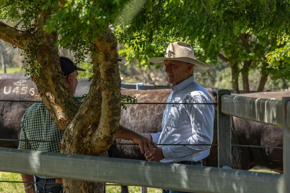 Purchasers looking at bulls at bull sale