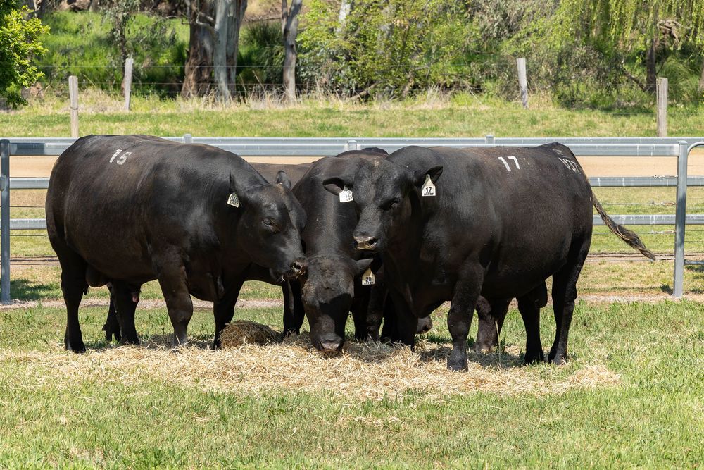 3 bulls feeding on hay at bull sale