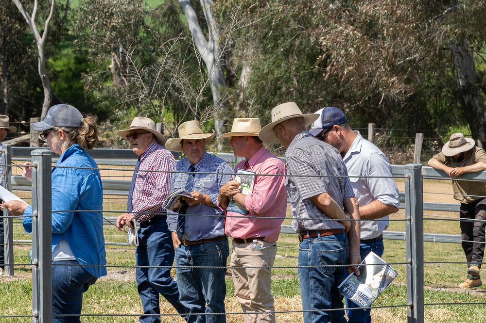 Purchasers looking at bulls at bull sale