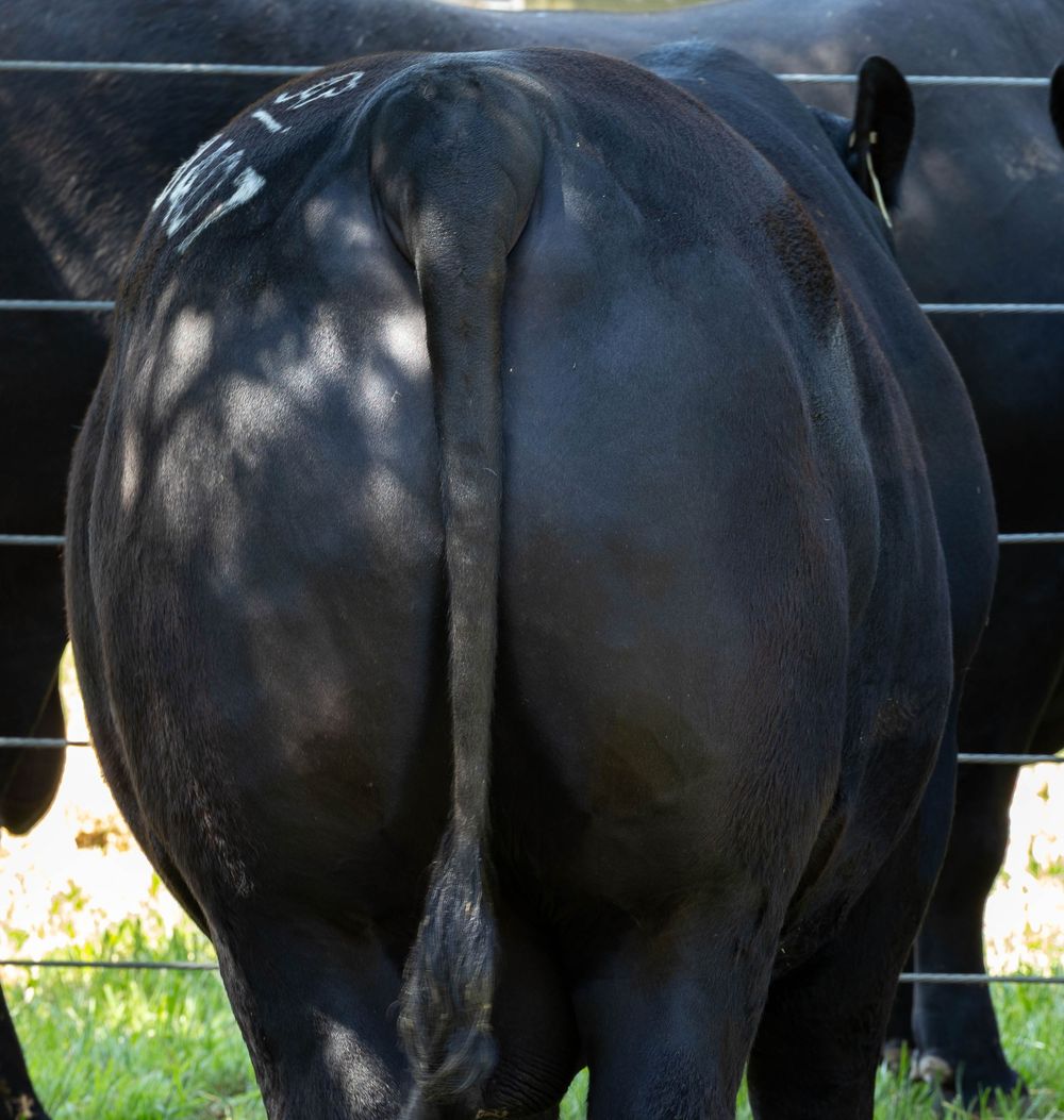 Bull's rump and hindquarters