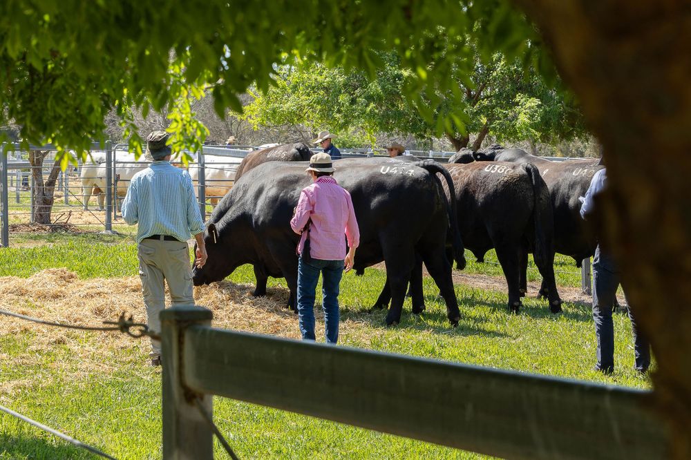 people looking at bulls at bull sale