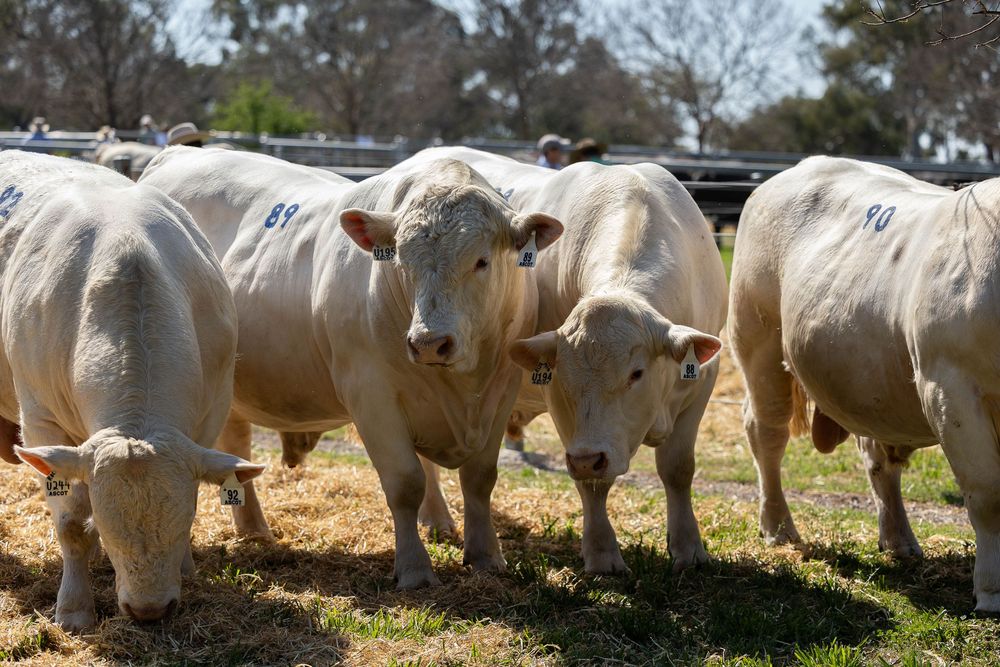 Bulls standing in pen at bull sale