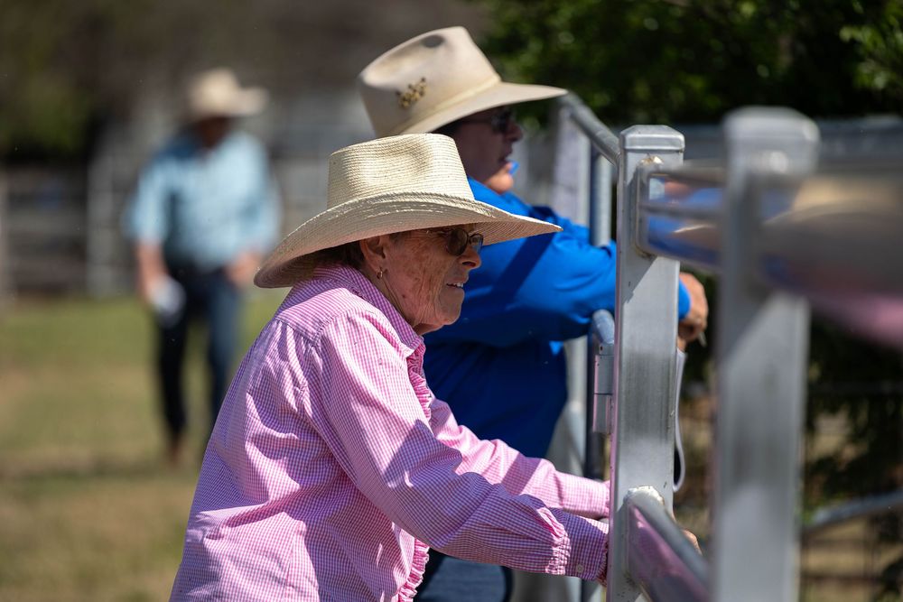 Purchasers looking at bulls at bull sale