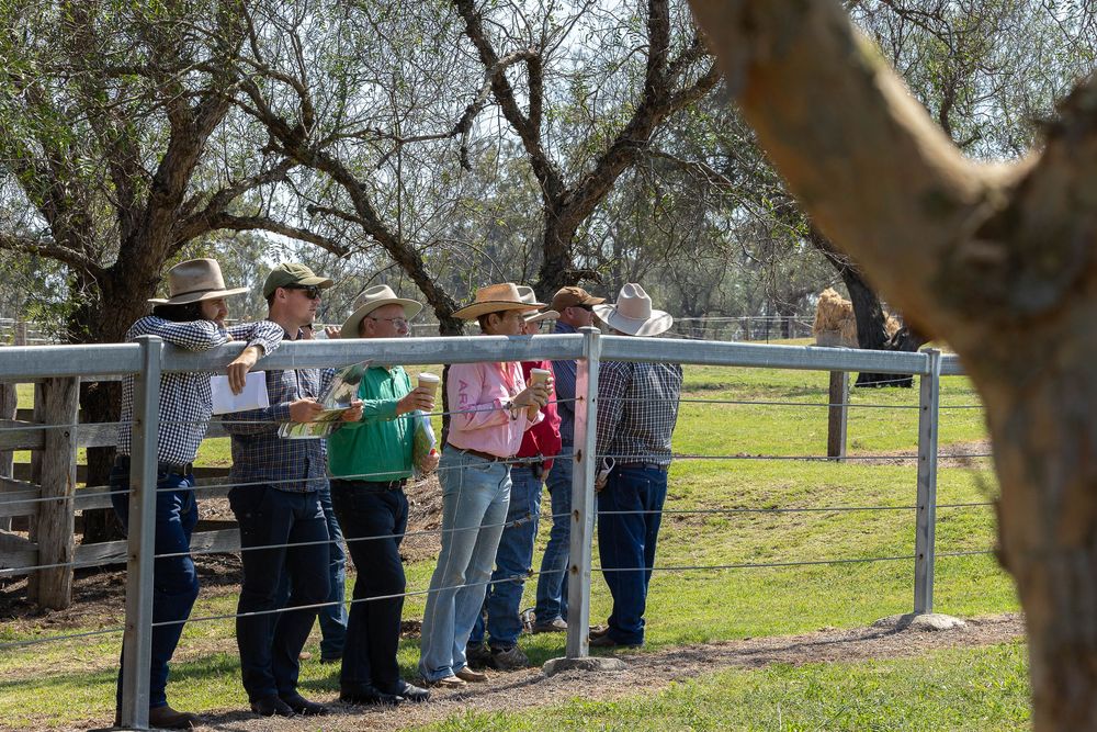Purchasers looking at bulls at bull sale