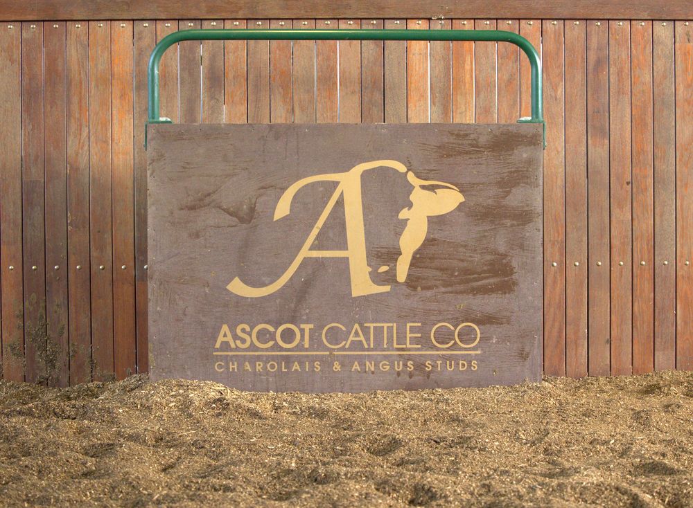 Ascot Cattle Co Bull sale logo in sale ring