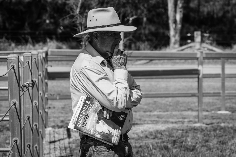 Purchasers looking at bulls at bull sale