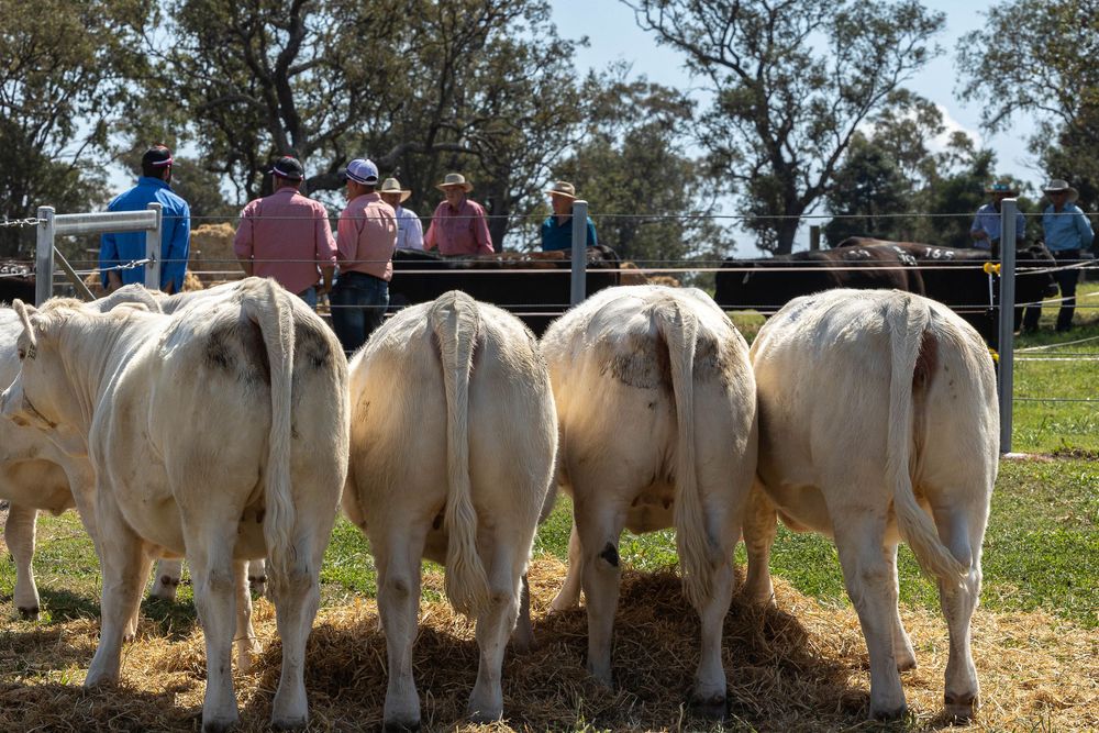 Heifers rumps and hindquarters at bull sale