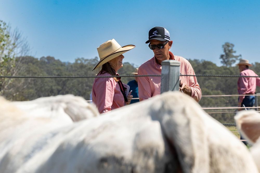 Purchasers looking at bulls at bull sale