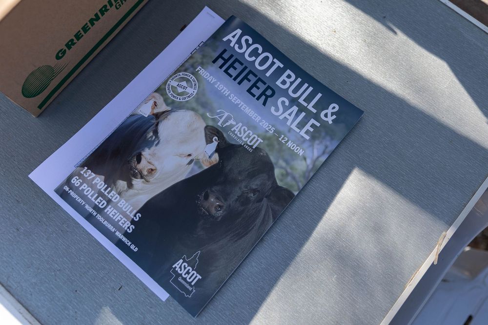 Ascot bull sale catalogue
