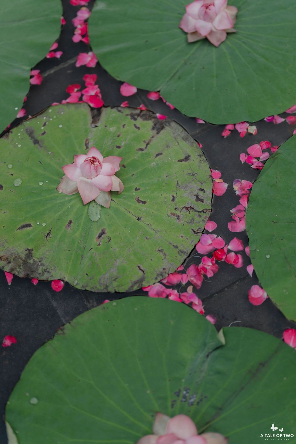 Lotus leaves floating on dark water with scattered bright pink flower petals creating a serene natural pattern.