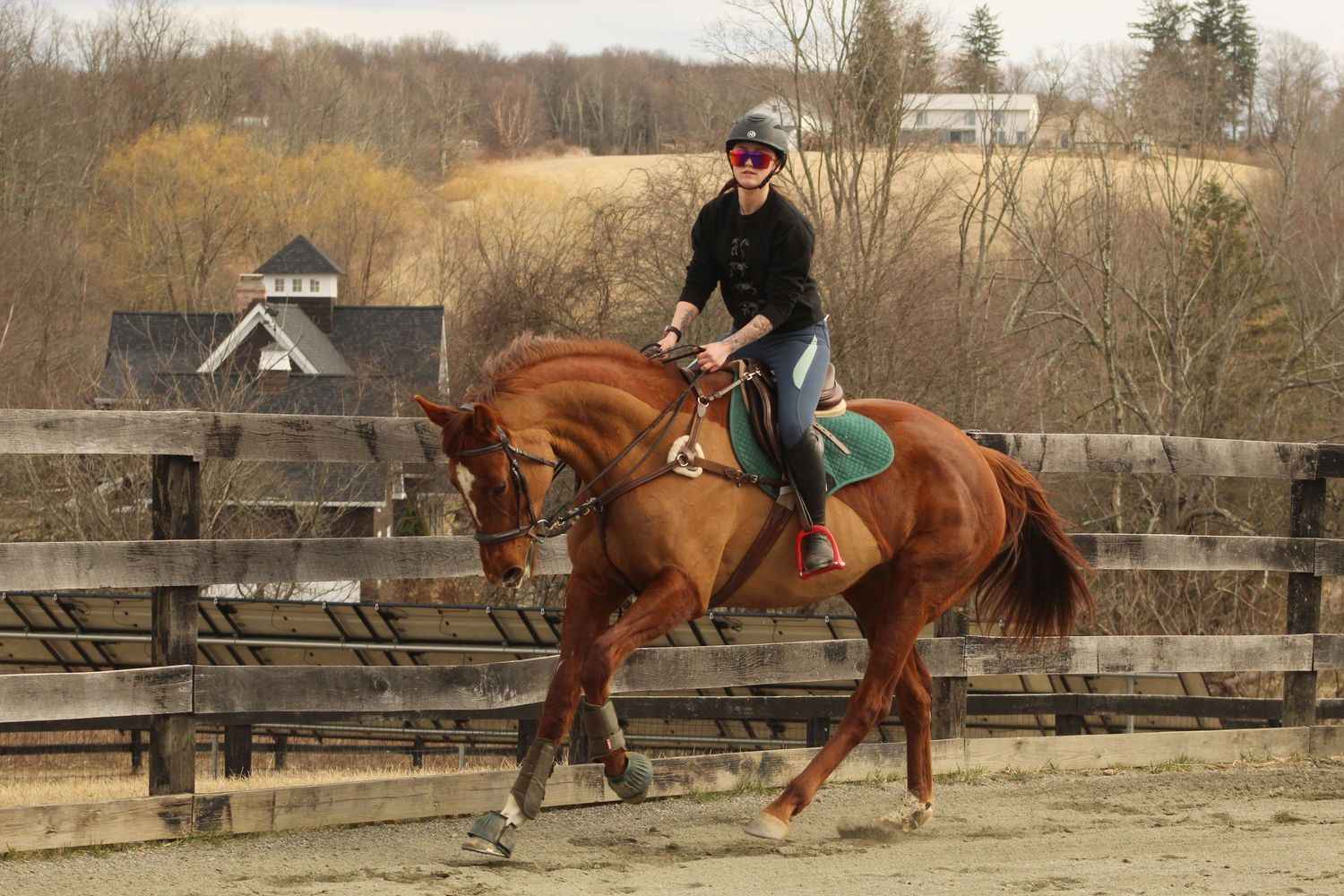 Horse Cantering
