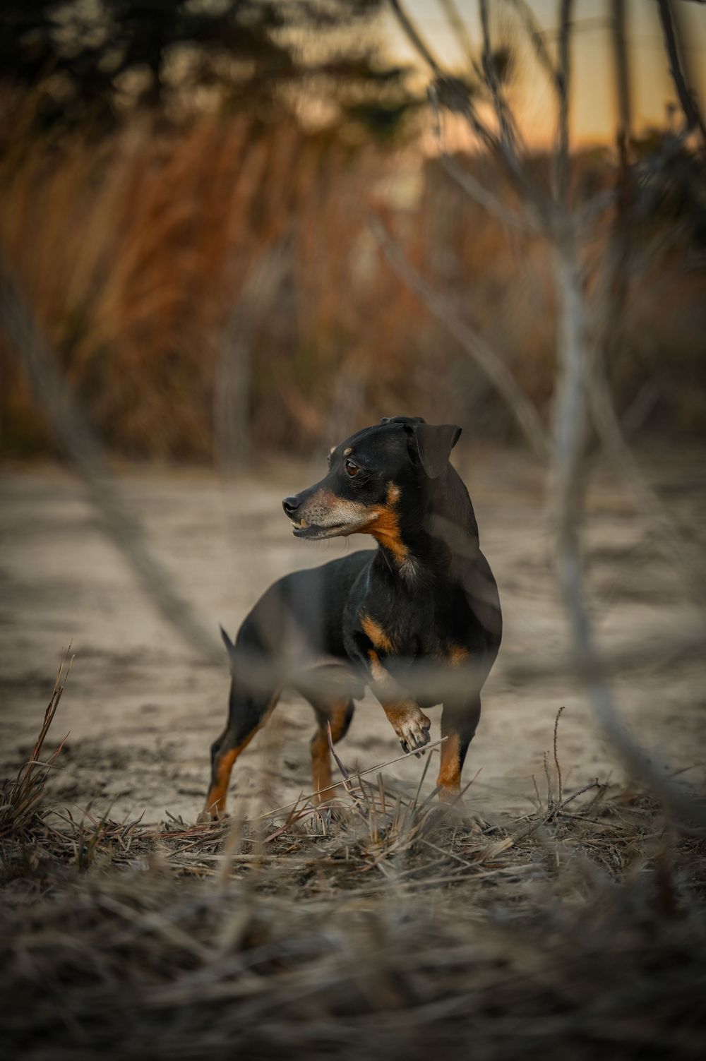 A black and tan dachshund dog explores through dry brush and grass in warm evening sunlight.