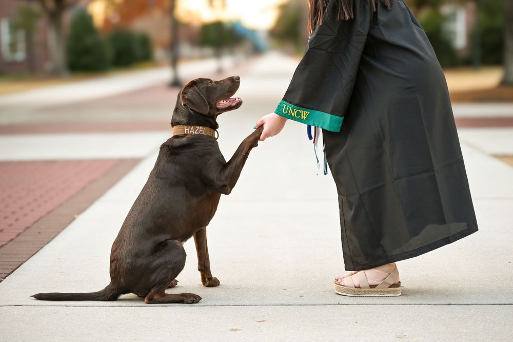 A chocolate Labrador retriever performs a series of trick poses with a person in a long dress outdoors.