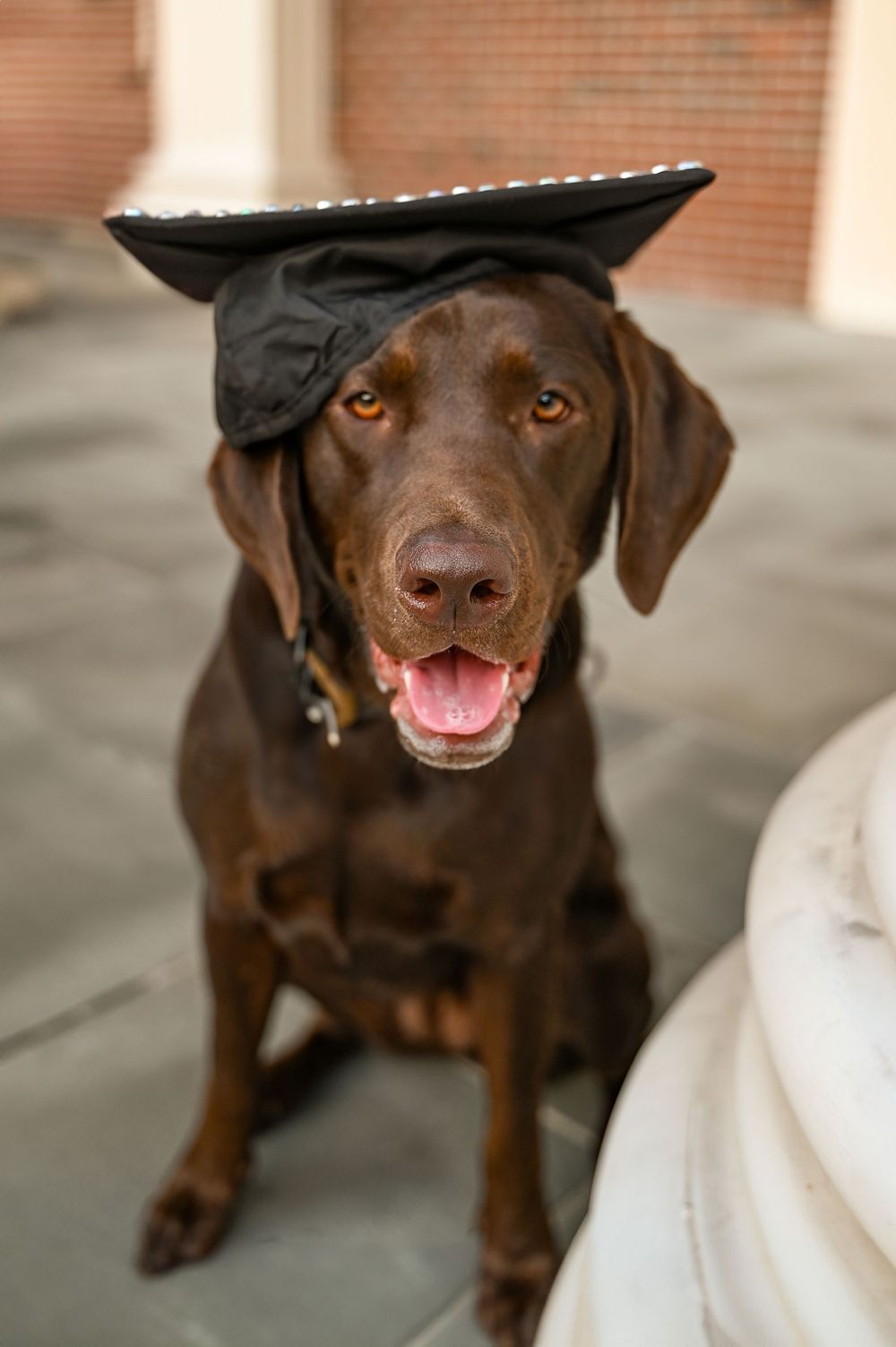 A happy chocolate Labrador retriever wearing a black graduation cap sits on a porch with tongue out.