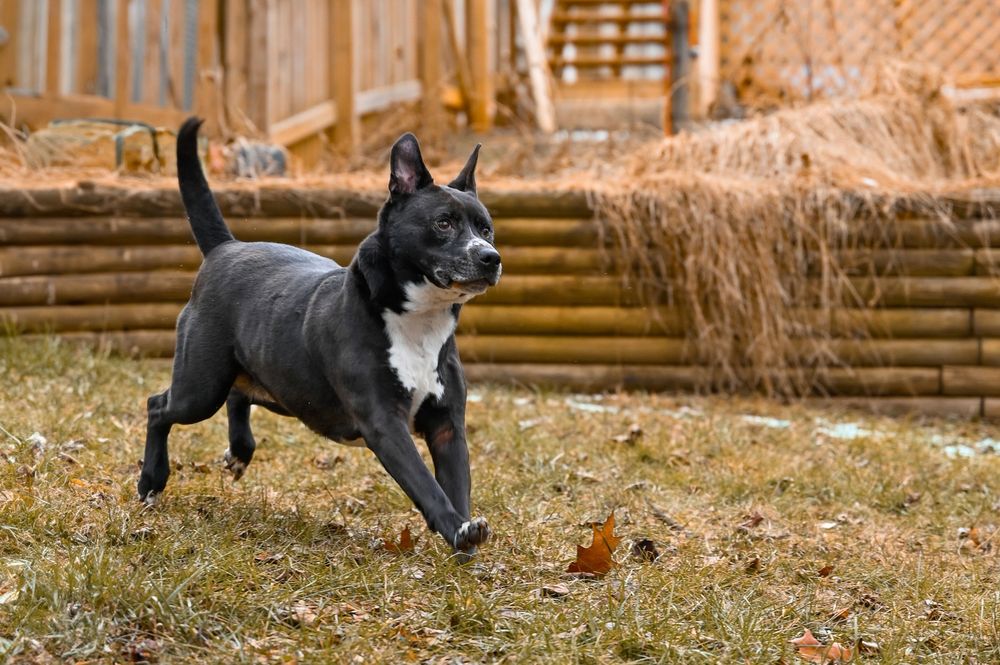 Black and white Boston Terrier dog running playfully through a brown autumn yard with fallen leaves.