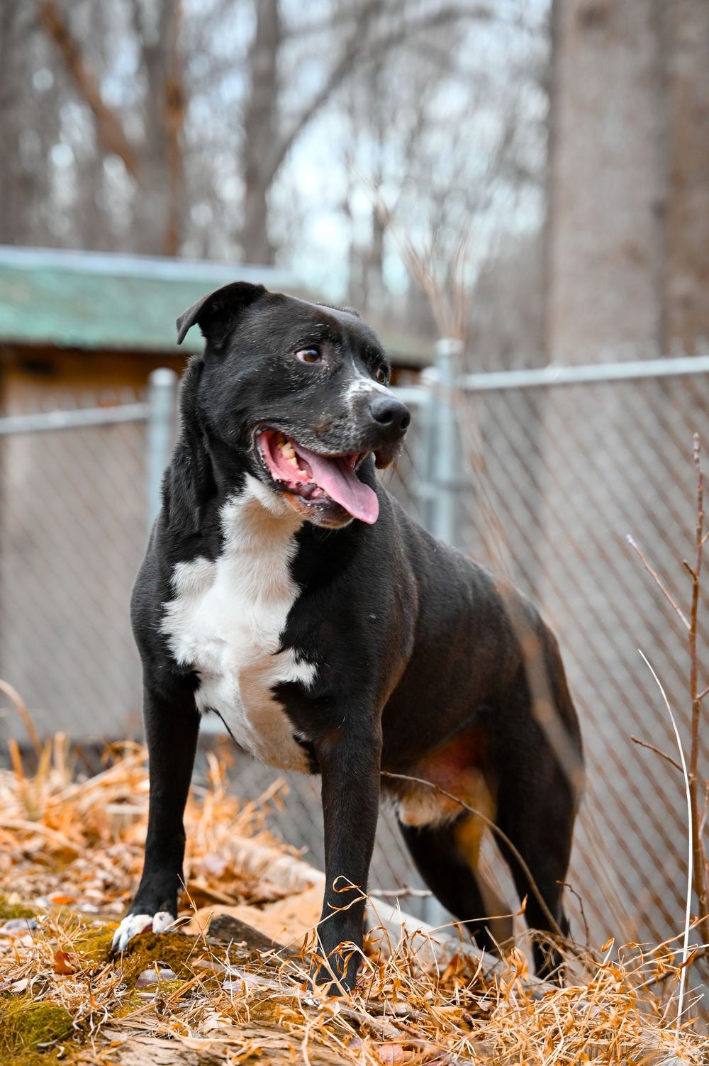 Black and white dog with pink tongue playing and running through fallen autumn leaves in a fenced yard.