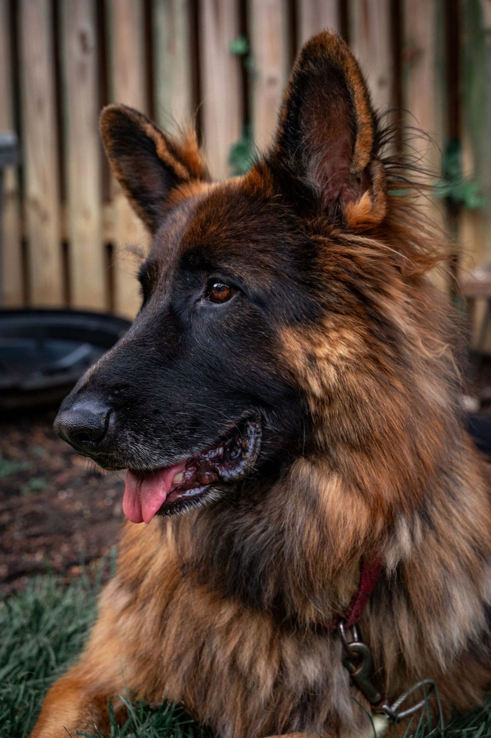 A German Shepherd dog with long brown and black fur sits outdoors with tongue out and alert expression.