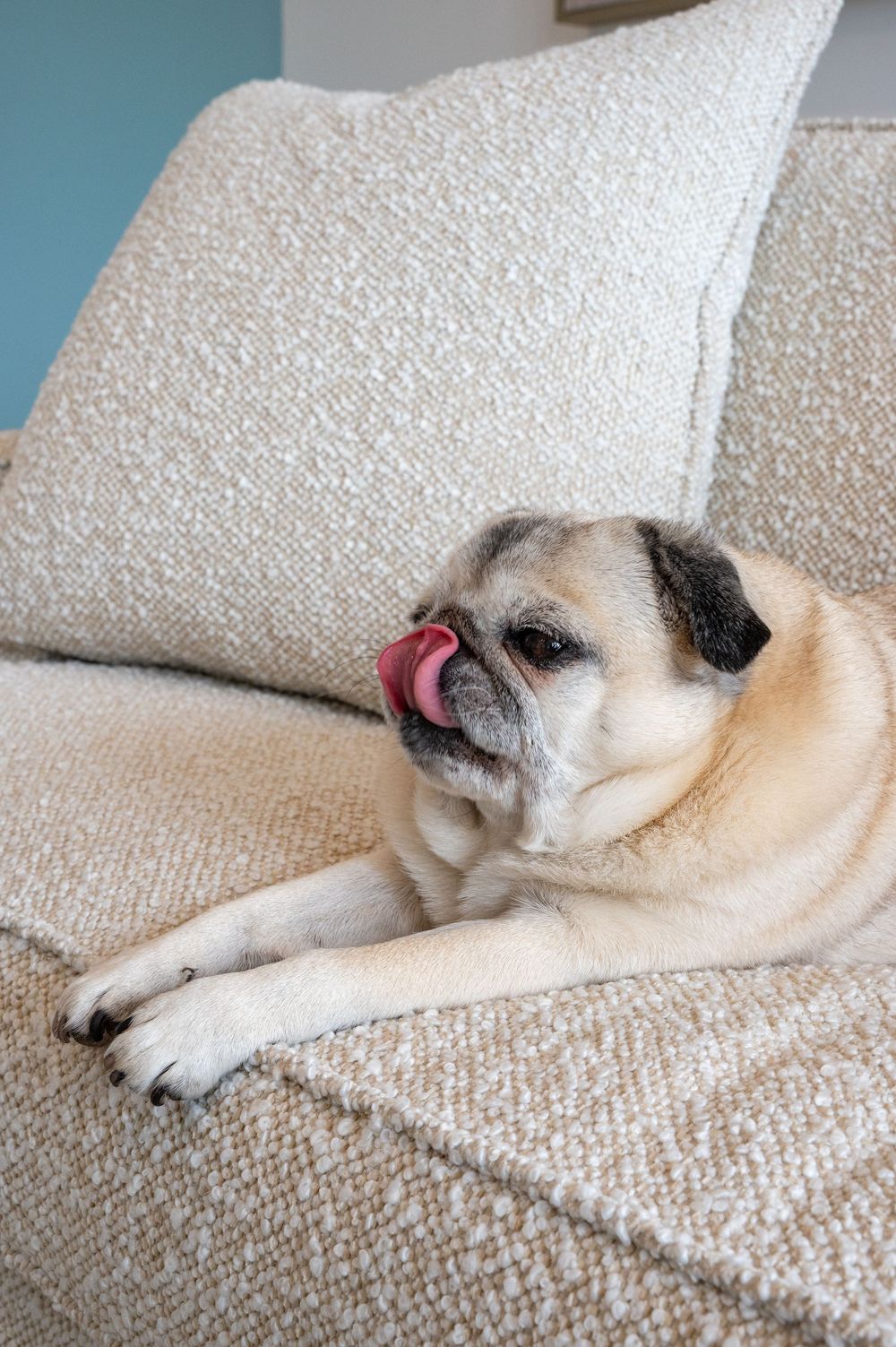 Close-up sequence of a sleeping dog's nose and mouth on a cream-colored textured couch showing peaceful relaxation.