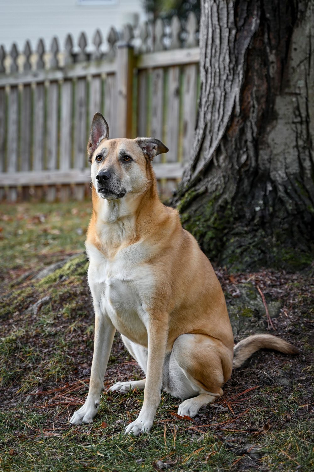 A tan and white mixed breed dog sits attentively by a tree trunk near a white picket fence in a backyard.