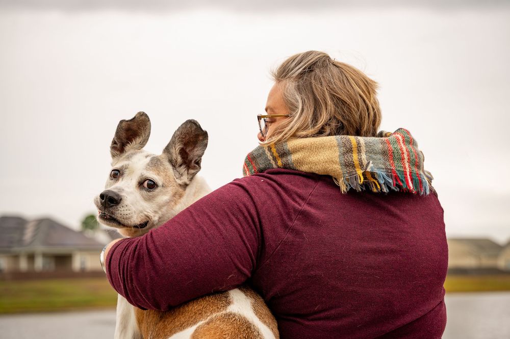 A series of photos showing a white dog and person in burgundy embracing and sharing affectionate moments.