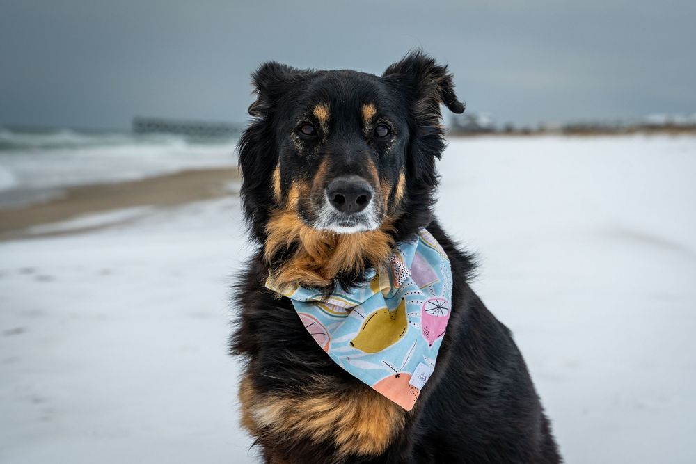 A black and tan dog wearing a colorful bandana sits on a snowy beach with the ocean in the background.