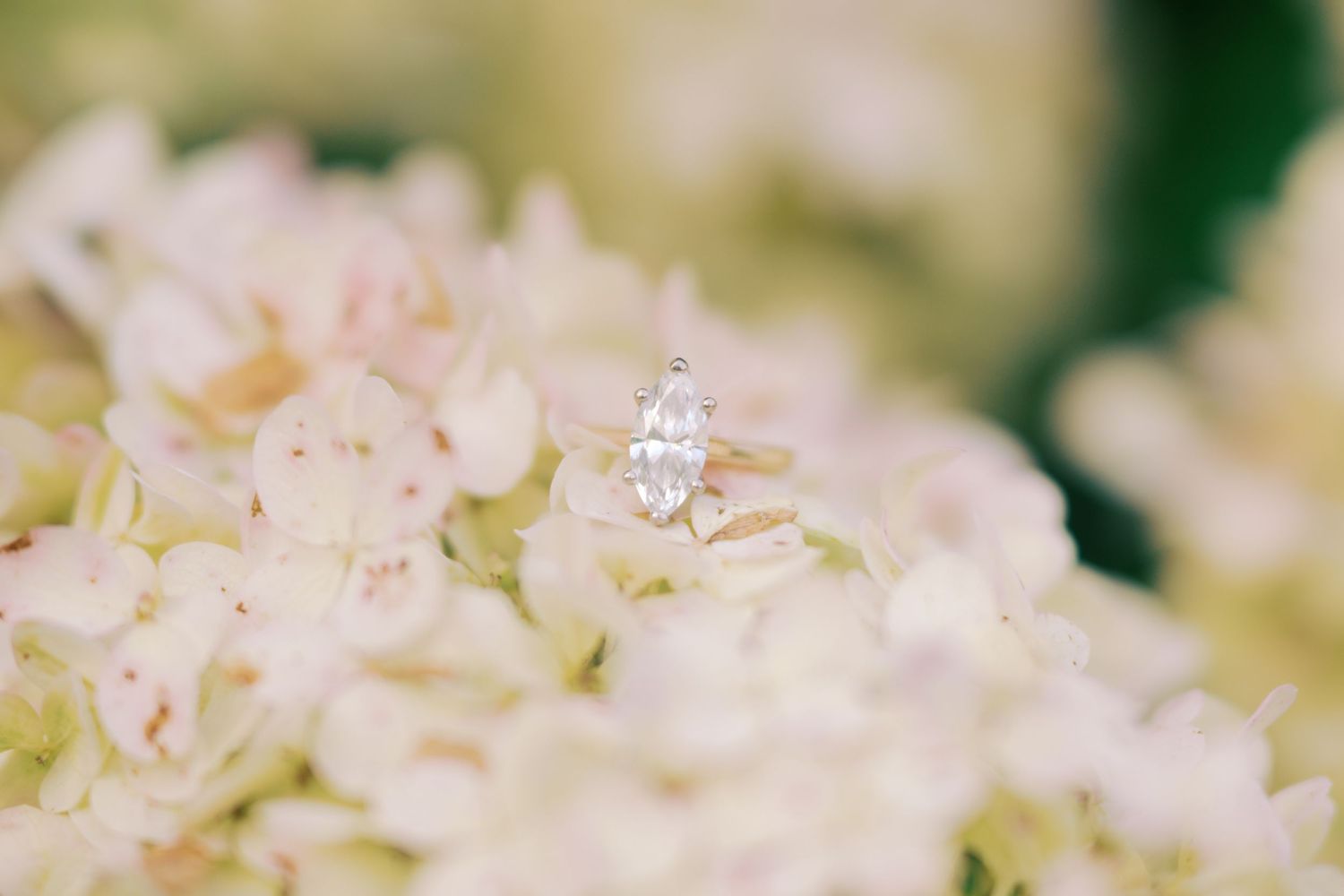 A sparkling diamond engagement ring nestled among soft white hydrangea petals in shallow focus.