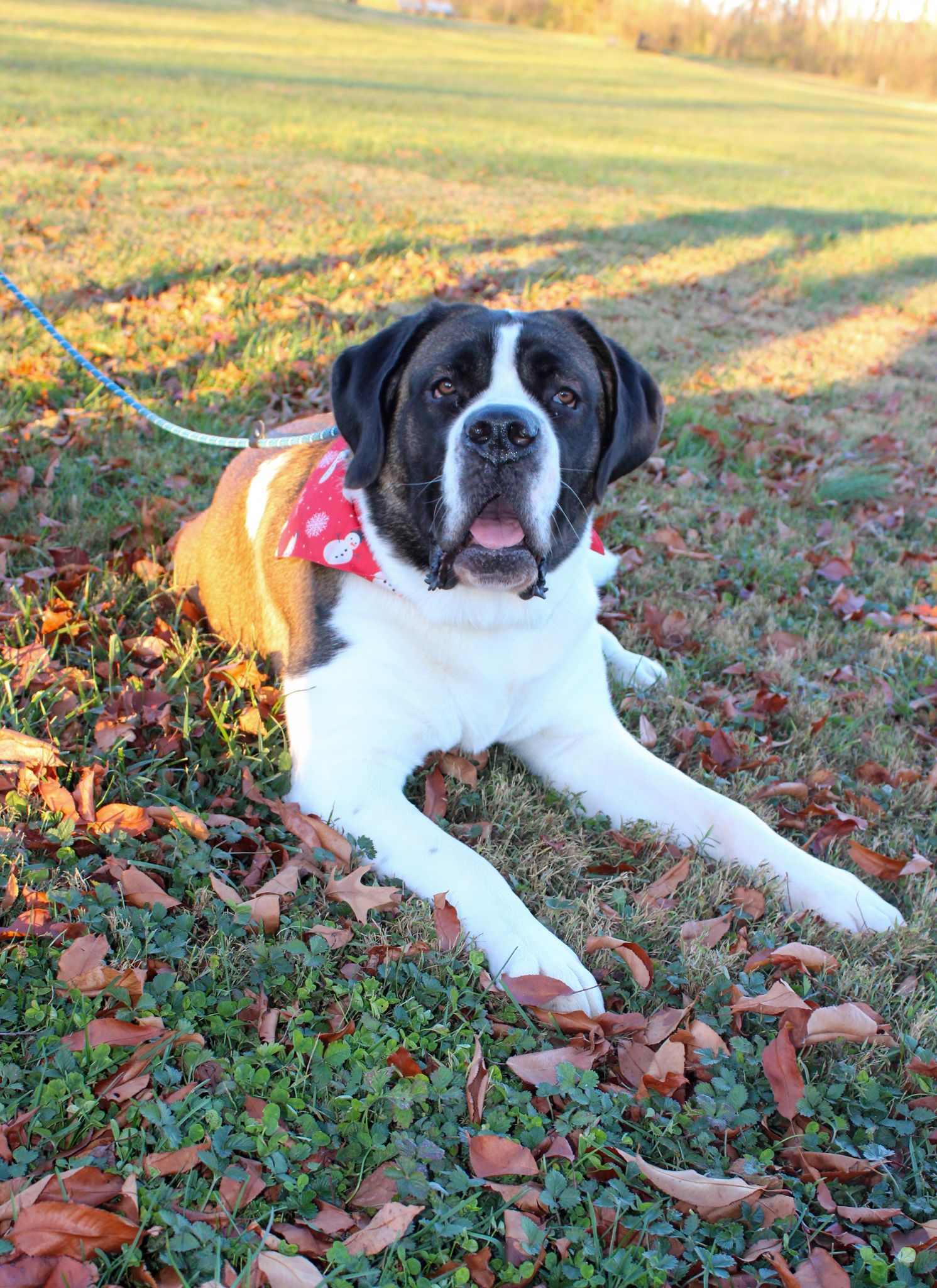 A black and white Saint Bernard dog wearing a red polka dot outfit lies on grass covered with autumn leaves.