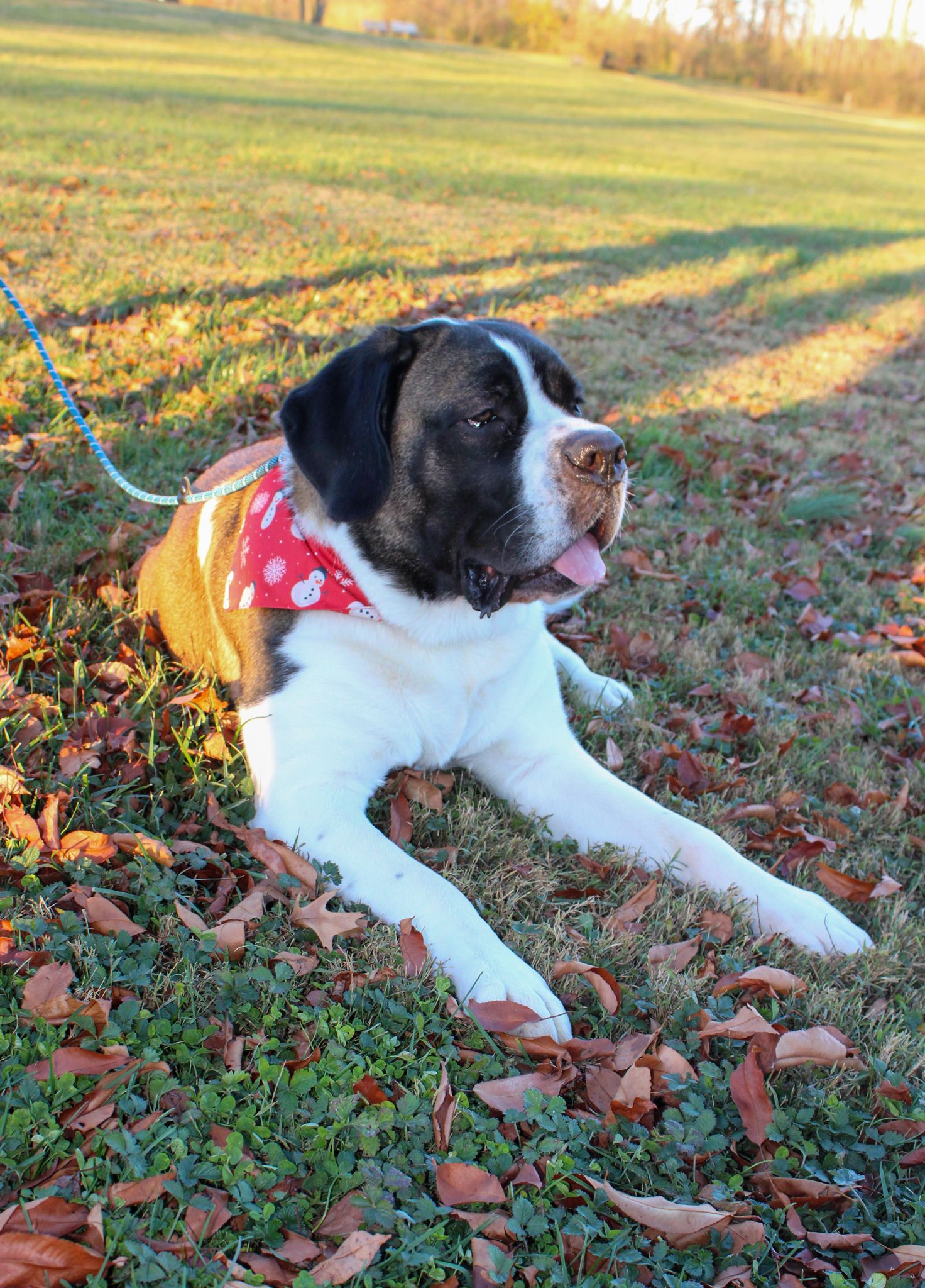 A large black and white dog wearing a red bandana and yellow vest lies on grass with fallen autumn leaves.