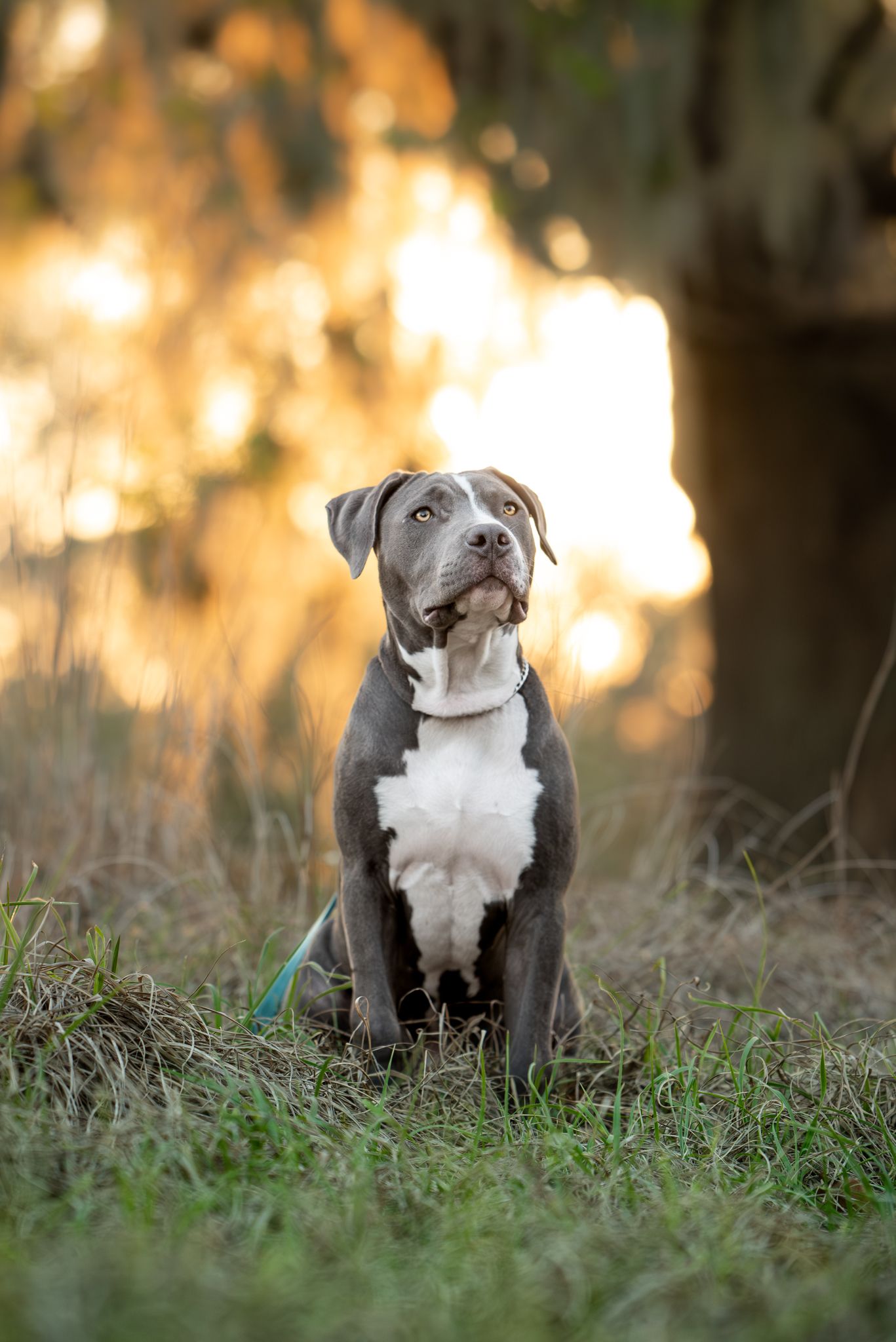 Close-up pet portrait with natural morning light at a Houston park.