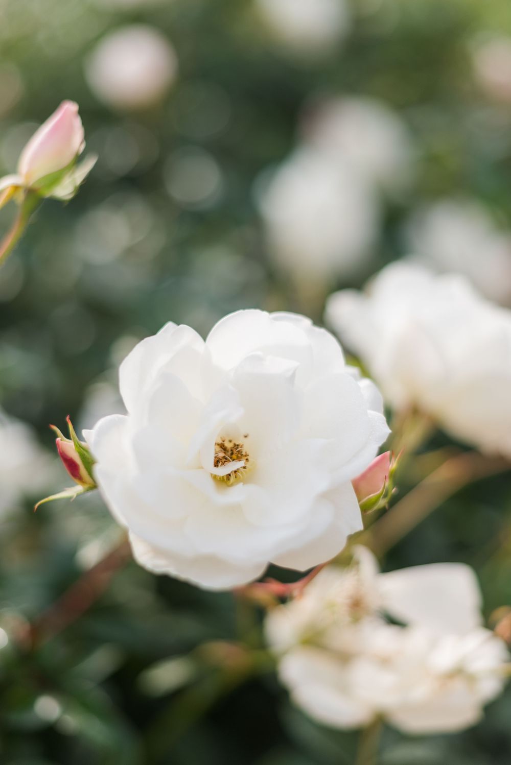 Romantic wedding at Brahman Hills