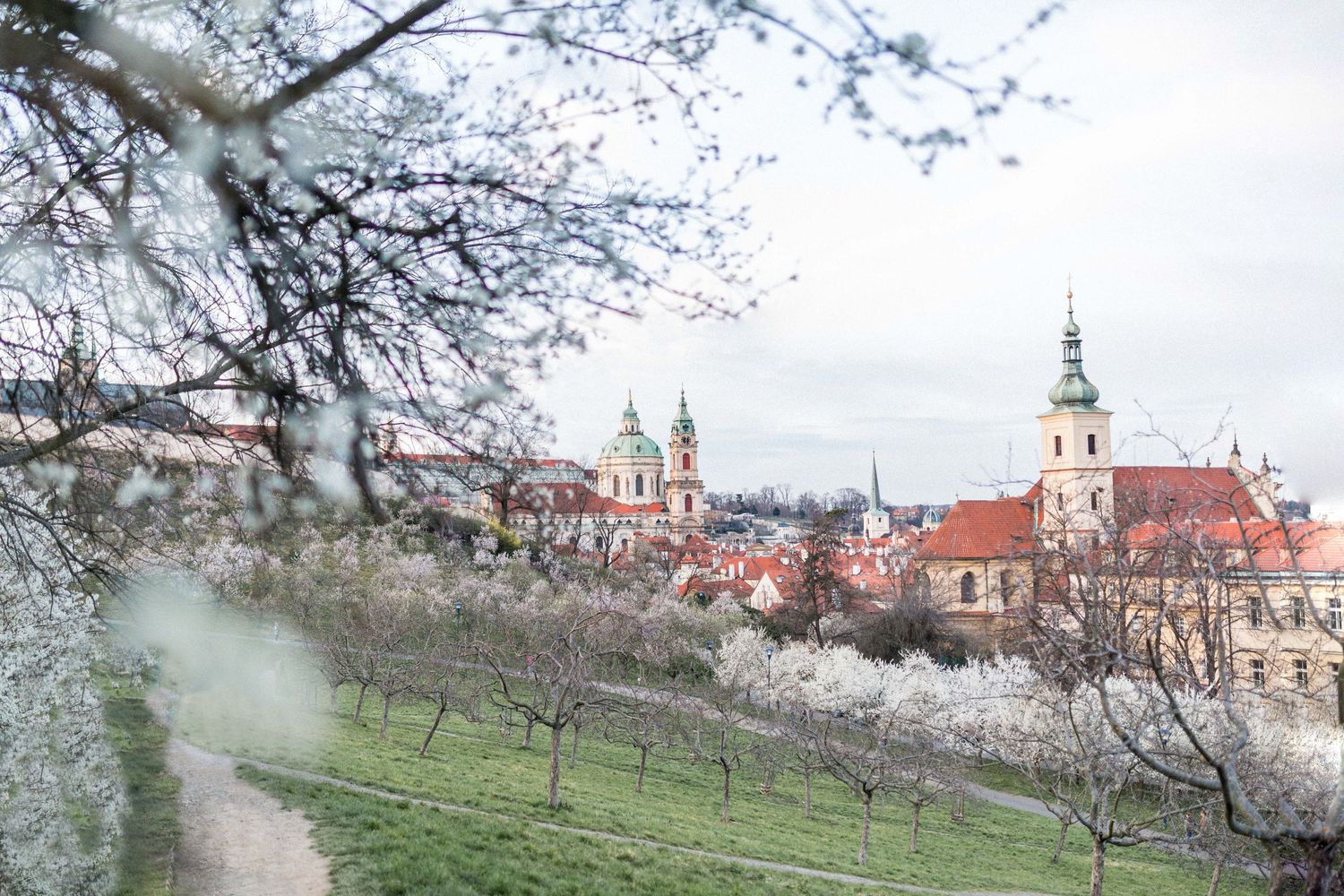 Spring cherry blossoms frame a misty view of Prague's historic skyline and architecture.