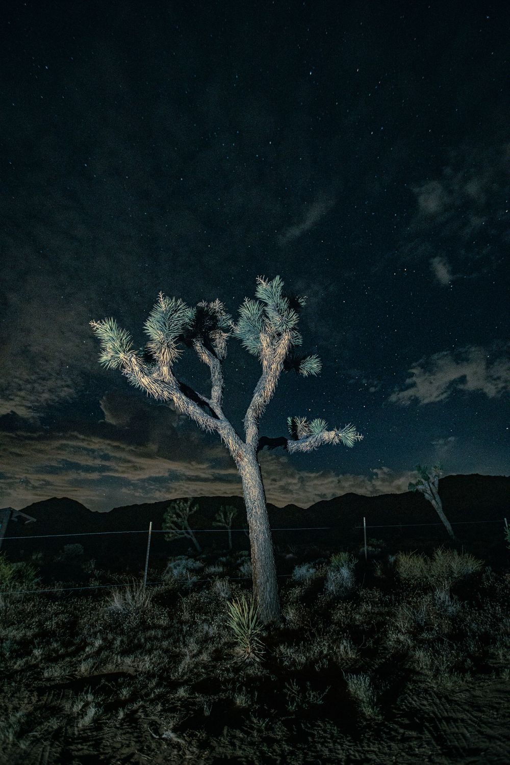 A Joshua tree illuminated under a starry night sky in the Mojave Desert, with mountains and clouds in the background.