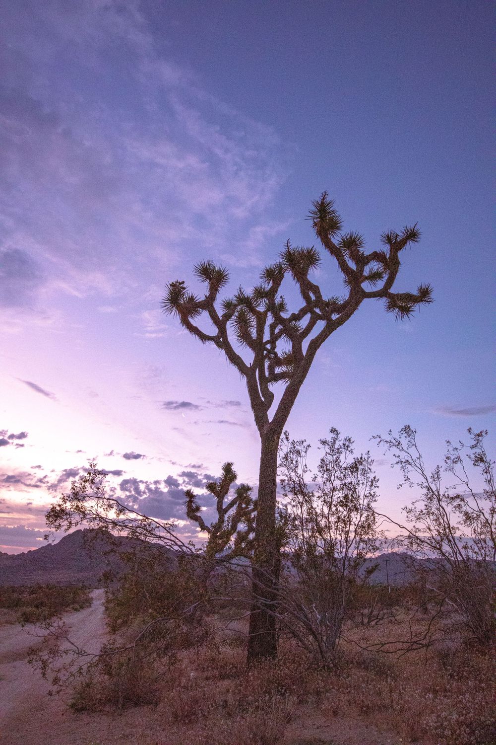 A solitary Joshua tree silhouetted against a vibrant purple and pink desert sunset sky in Joshua Tree National Park.