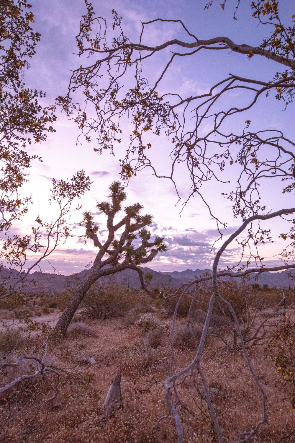 Desert landscape at dusk with Joshua tree and bare branches framing a purple sky over distant mountains.