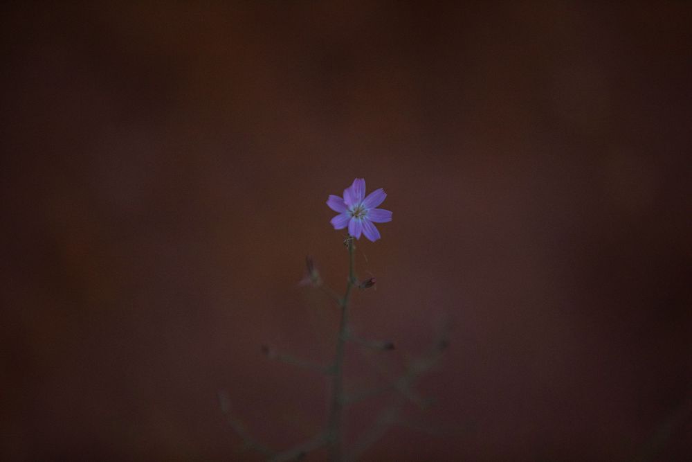 A single delicate purple wildflower blooms against a dark moody brown background in soft natural light.
