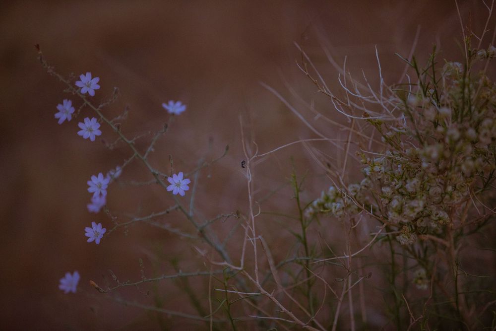 Delicate blue wildflowers bloom on bare branches against a warm, dark brown bokeh background in soft evening light.