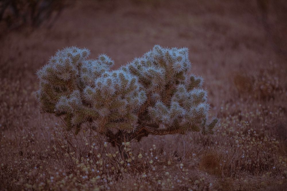 Cholla cactus glowing softly in desert twilight, surrounded by dry grasses in a moody, dusky landscape.